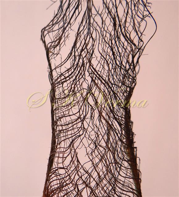  Fibrous mesh of Leaf base sheath
